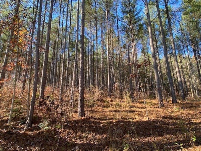Spies Road 123 : Robbins : Moore County : North Carolina