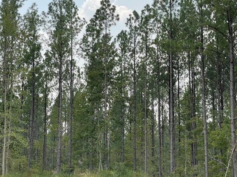 287 Acres in Madison County in Cant : Canton : Madison County : Mississippi
