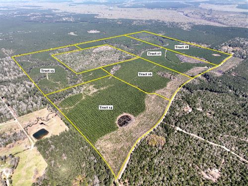 49 Acres, T-14 Spurger Pines North : Spurger : Tyler County : Texas