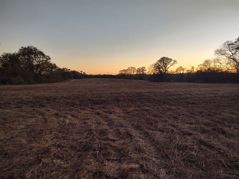 Asbury 30 Acres East : Asbury : Colbert County : Alabama