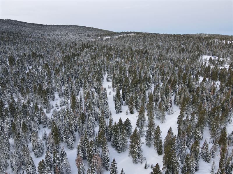 Build Your Own Tree House : Alturas : Modoc County : California