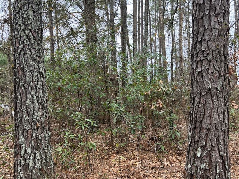 Hickory Grove Road : Wallace : Marlboro County : South Carolina