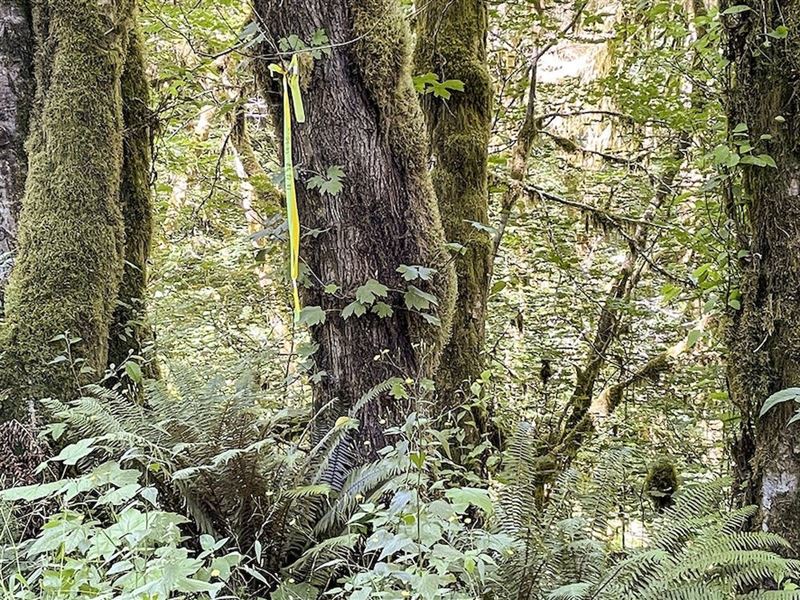 36.65 Acres in Jewell, OR : Jewell : Clatsop County : Oregon