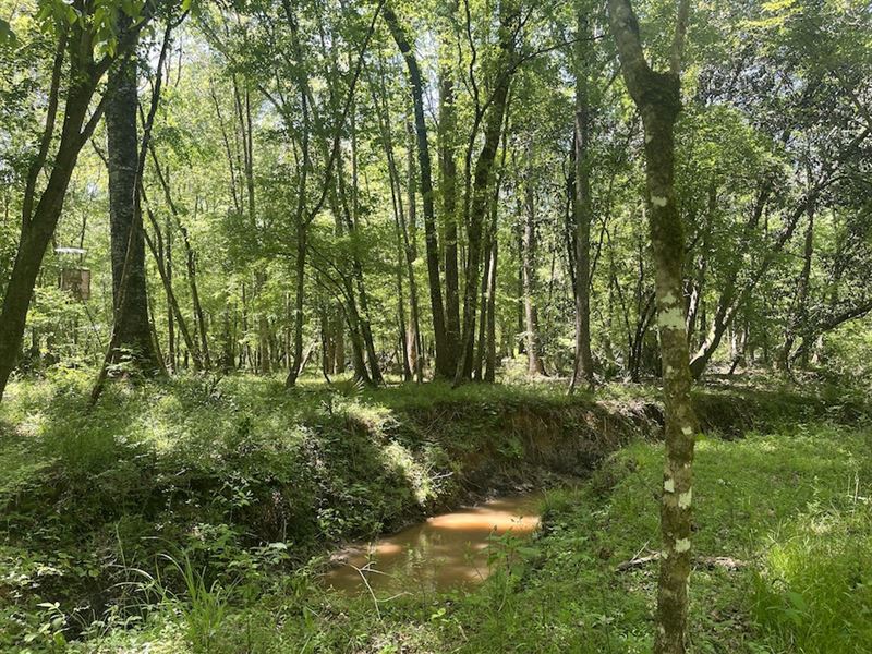160.71 Acres in Aaron, Georgia : Aaron : Randolph County : Georgia