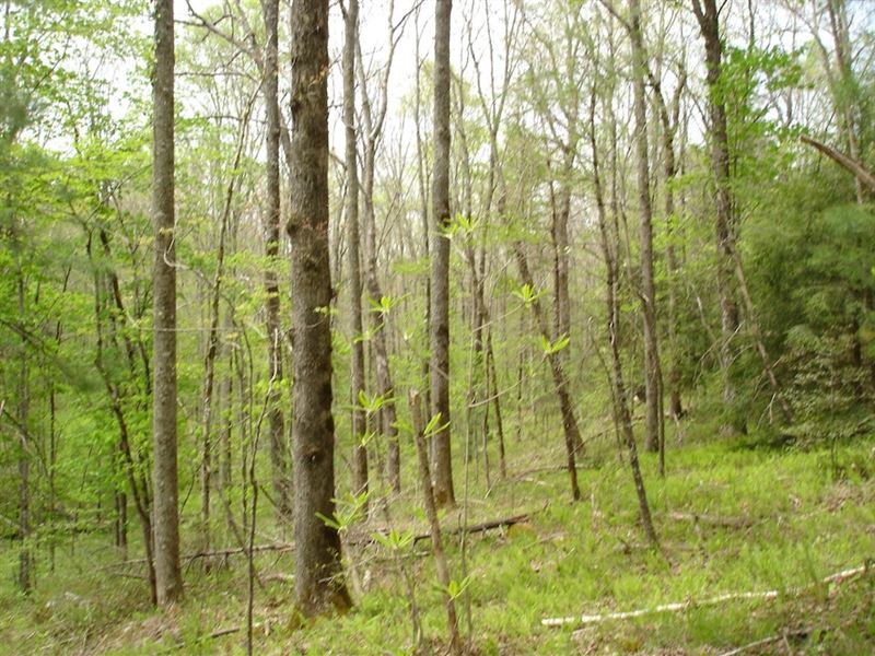 WR 1104 Ett Brown Rd : Deer Lodge : Morgan County : Tennessee