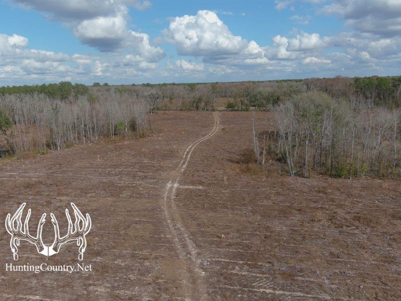 320 Acres M/L, Lafayette County, FL : Cooks Hammock : Lafayette County : Florida