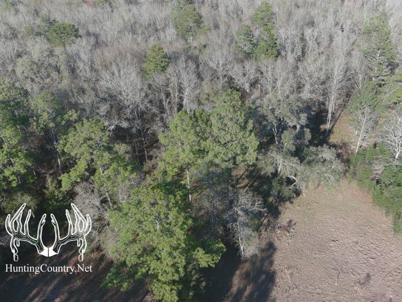 48 Acres M/L, Lafayette County, FL : Cooks Hammock : Lafayette County : Florida