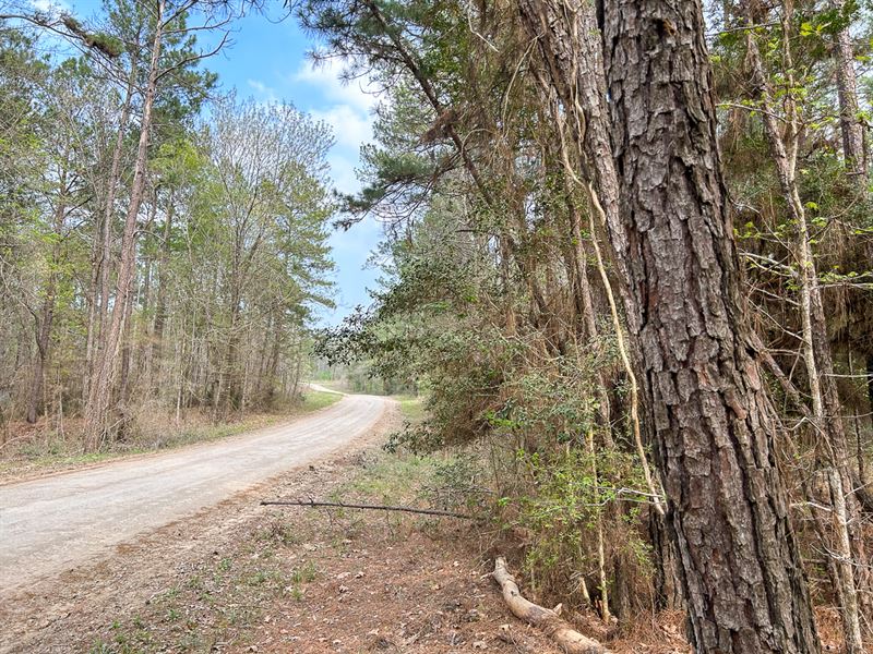 30 Acres, Felix Currie Road : Point Blank : San Jacinto County : Texas