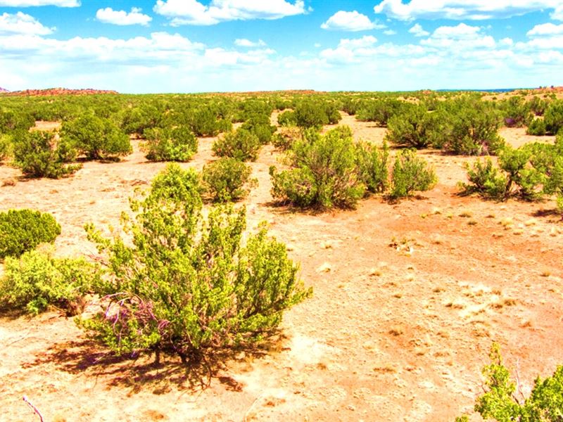 Simply Spectacular Undeveloped Land : El Cerro-Monterey Park : Navajo County : Arizona