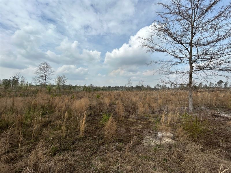 53 Acres in The Country : Milledgeville : Baldwin County : Georgia