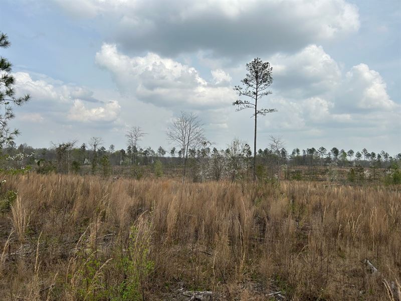 Oak Hill Farms, 52 Acres : Milledgeville : Baldwin County : Georgia