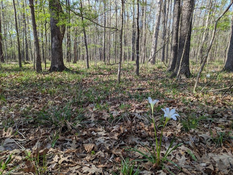Pike Road 3 Acres Homesite : Cecil : Montgomery County : Alabama