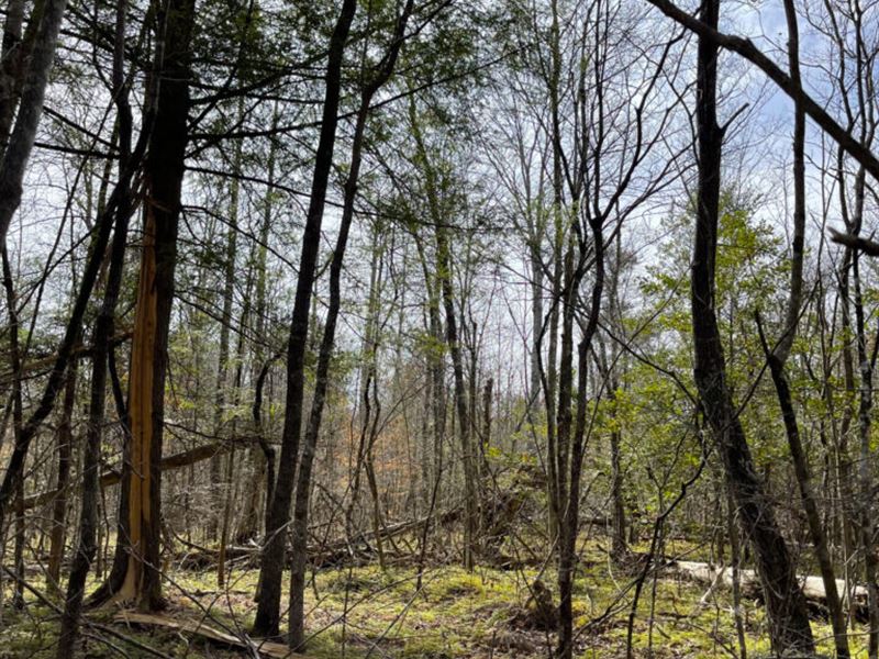 Beautiful Off Grid Land : Williamsburg : Whitley County : Kentucky