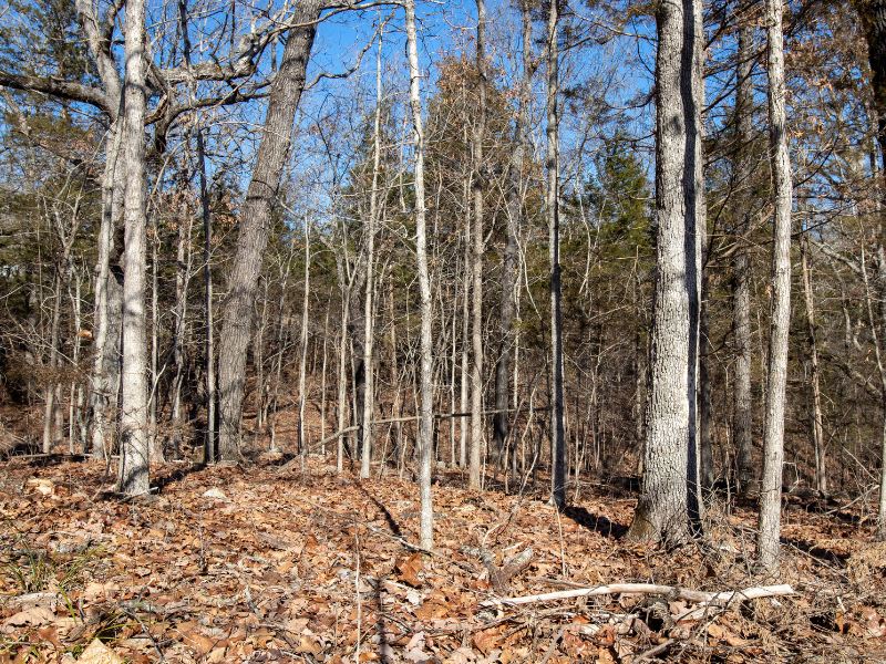 Land Right Beside Bull Shoals Lake : Kissee Mills : Taney County : Missouri