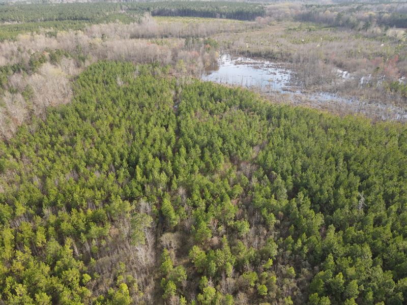 Hunt Ready Timber Tract : Hollister : Halifax County : North Carolina