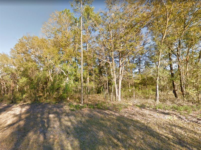 High & Dry FL Paradise : Bronson : Levy County : Florida