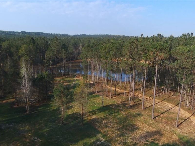 Hank Williams Road Tract : Grace : Butler County : Alabama