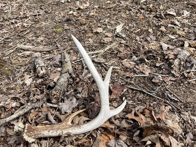 Hunting / Off Grid Paradise : Williamsburg : Whitley County : Kentucky