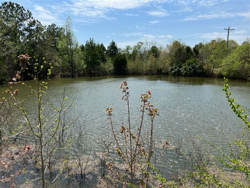 44 Acres in Booming Houston County : Dothan : Houston County : Alabama