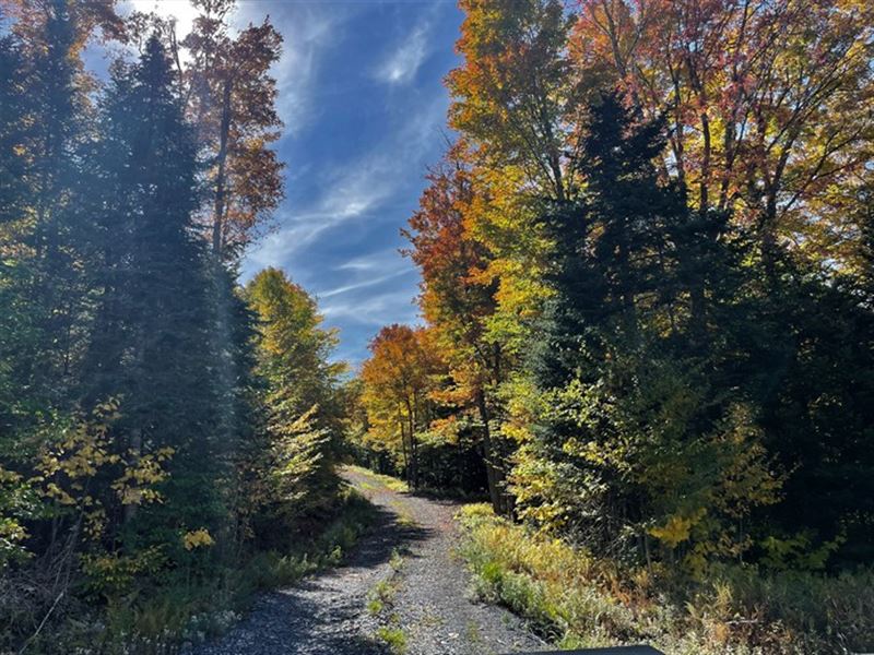 On Raquette Brook, Adirondacks : Indian Lake : Hamilton County : New York