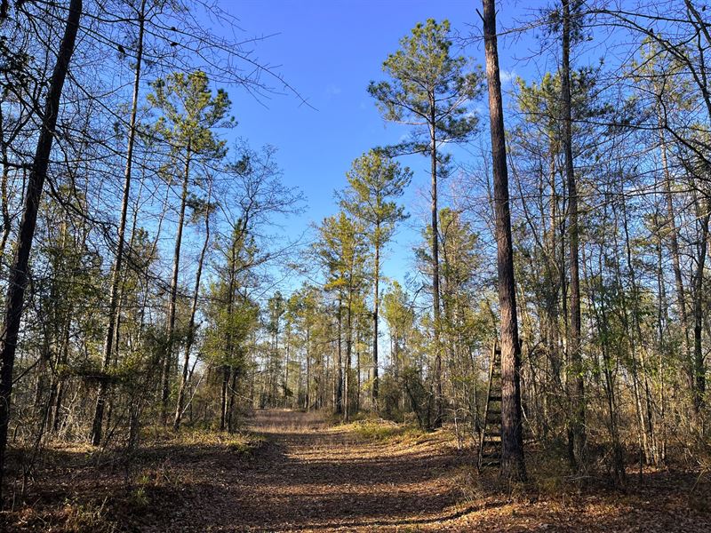 White Pond Road Lot 5 : Aiken : Aiken County : South Carolina