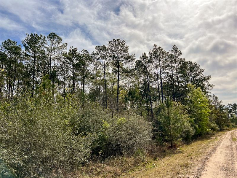 13 Acres, 9F Trinity Forest IX : Trinity : Trinity County : Texas