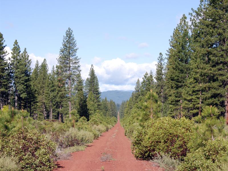 10 Acres in Shasta County, CA : Point McCloud : Shasta County : California