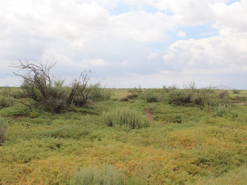 Rare Lush New Mexico Land, $100/Mo : Deming : Luna County : New Mexico