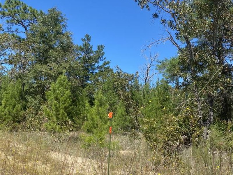 Beautiful Florida Land, Near River : Interlachen : Putnam County : Florida