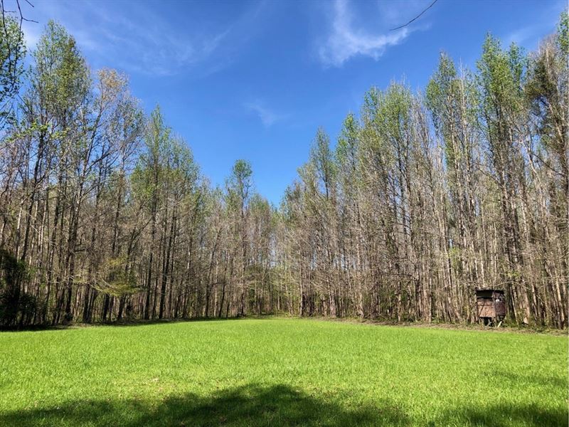63 Acres in Jefferson County in Lor : Lorman : Jefferson County : Mississippi