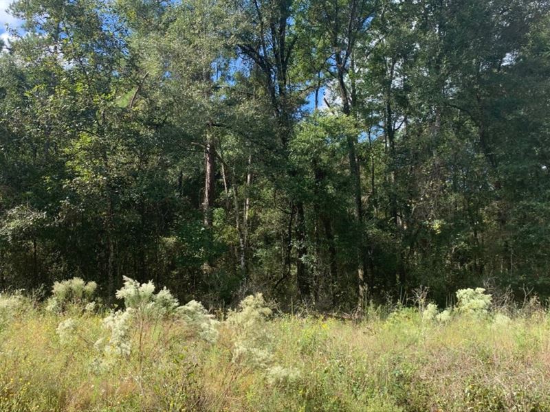 Vacant Land Near Local Springs : O'brien : Suwannee County : Florida