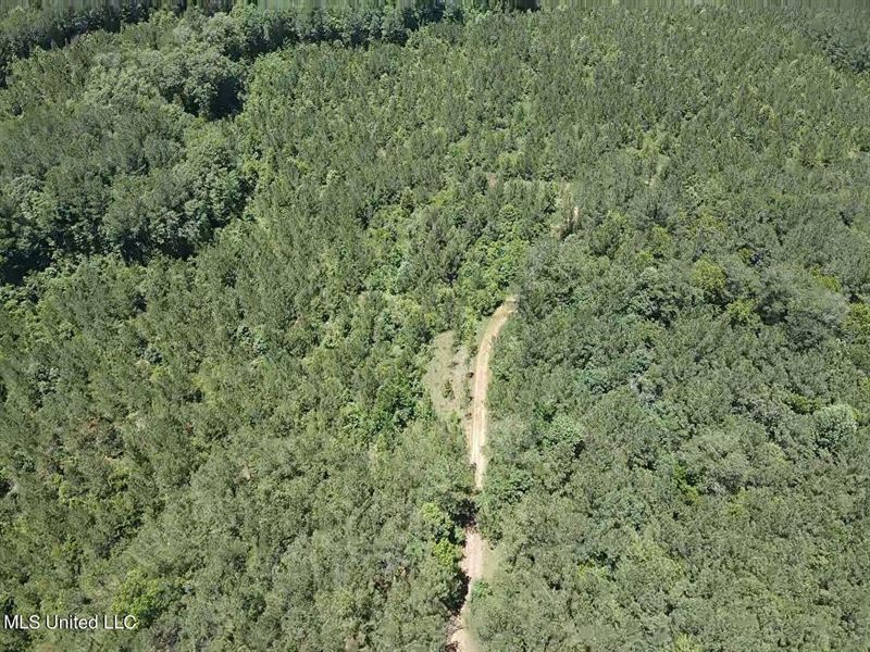290 Ac Timber Tract : Brandon : Rankin County : Mississippi