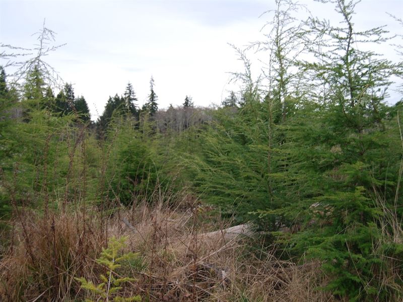 Field Creek : Shadow : Clallam County : Washington