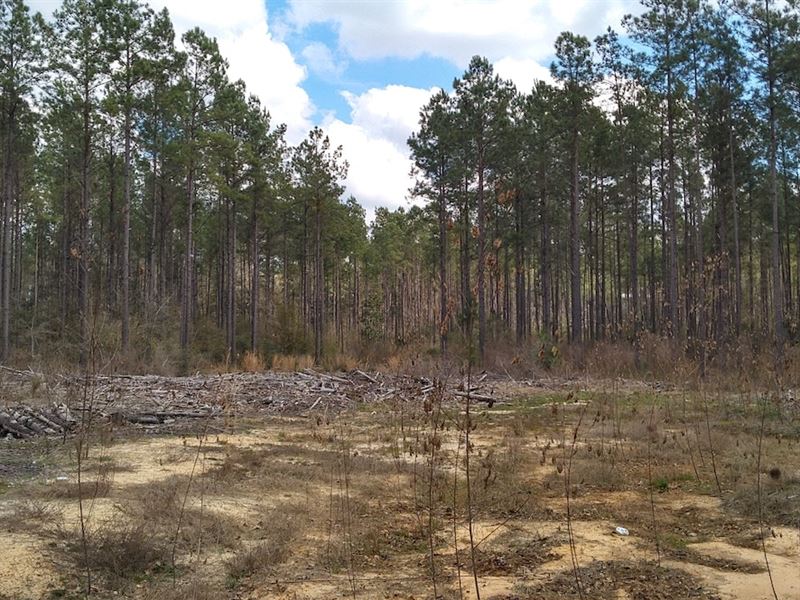 Otter Creek 40 : Bonifay : Holmes County : Florida