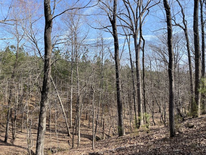 White Oak Woods : White Oak : Fairfield County : South Carolina