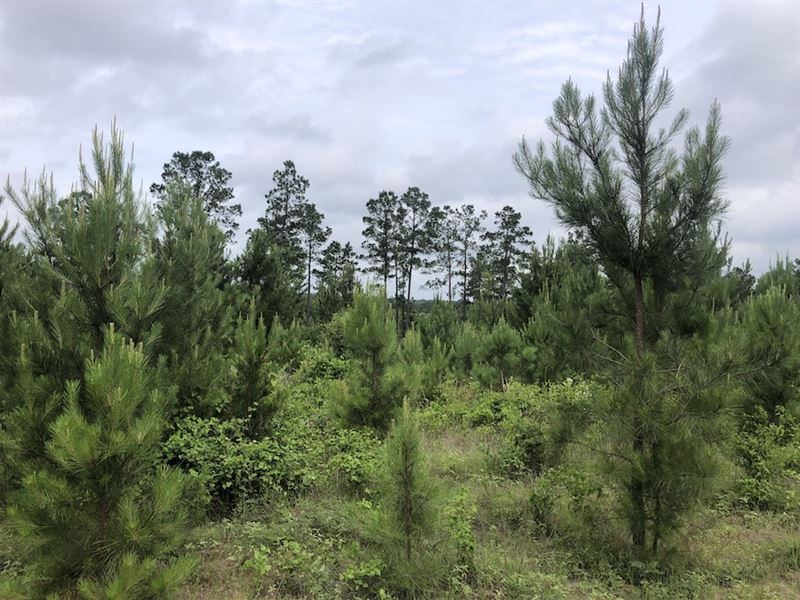 Bird Branch Tract, 3500 : Palestine : Anderson County : Texas