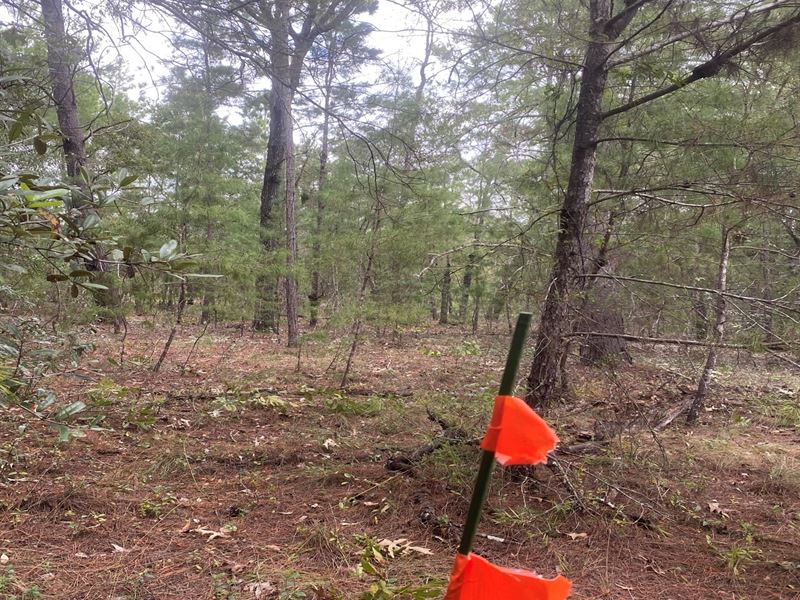 Beautiful, Treed Residential Lot : Jacksonville : Putnam County : Florida