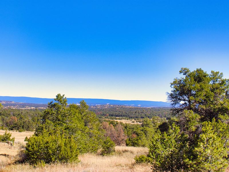Wooded with Access Near Public Land : Ramah : Cibola County : New Mexico