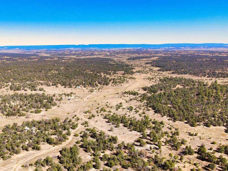 Wooded Lot, Road Access, Near Power : Ramah : Cibola County : New Mexico