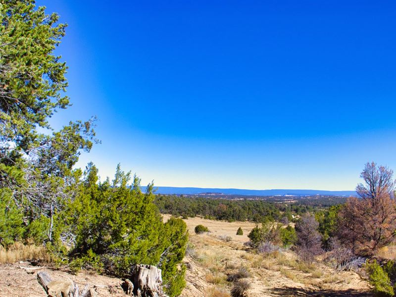 Wooded Lot with Dirt Road Access : Ramah : Cibola County : New Mexico