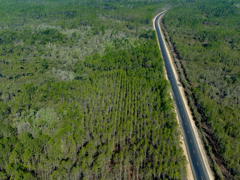 202 Ac Timber Investment North FL : Hosford : Liberty County : Florida