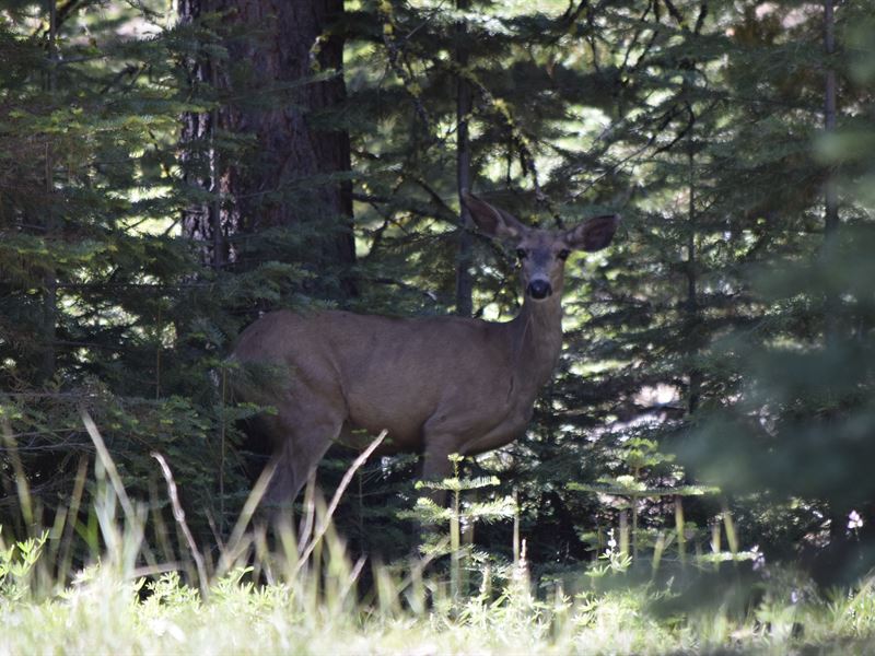 Only $200 Down : Alturas : Modoc County : California