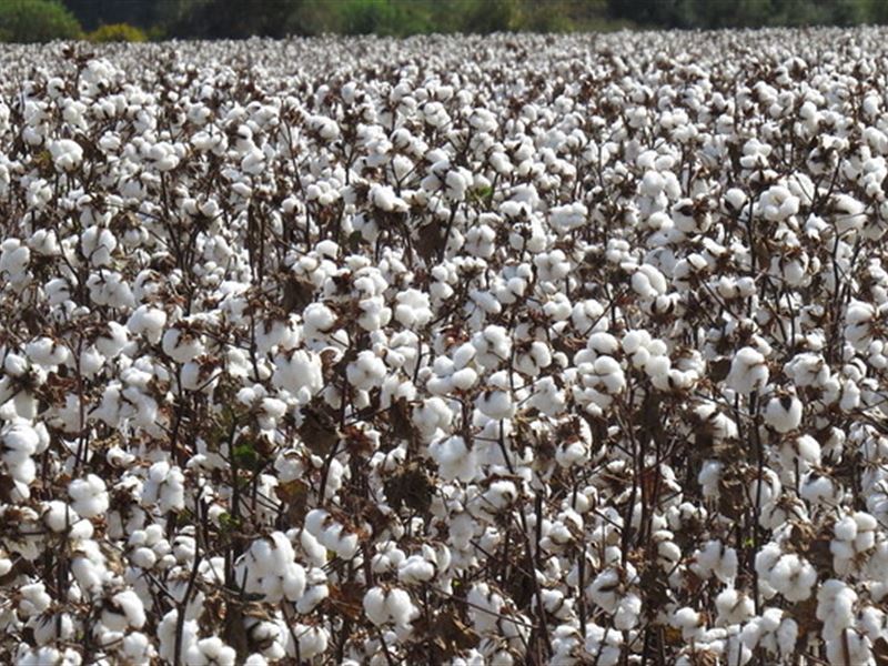 Diverse Irrigated Farmland Tract : Rochelle : Wilcox County : Georgia