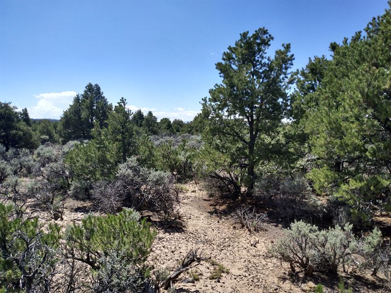 Beautiful Lot, Treed, Road Access : San Luis : Costilla County : Colorado