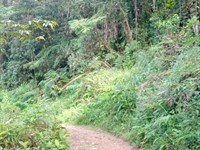 River Jungle Land for Segregation : Pejibaye Cartago : Costa Rica