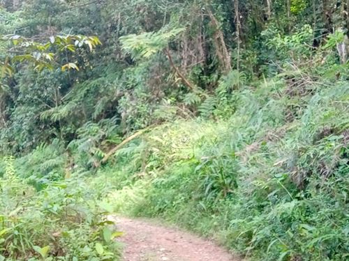 River Jungle Land for Segregation : Pejibaye Cartago : Costa Rica