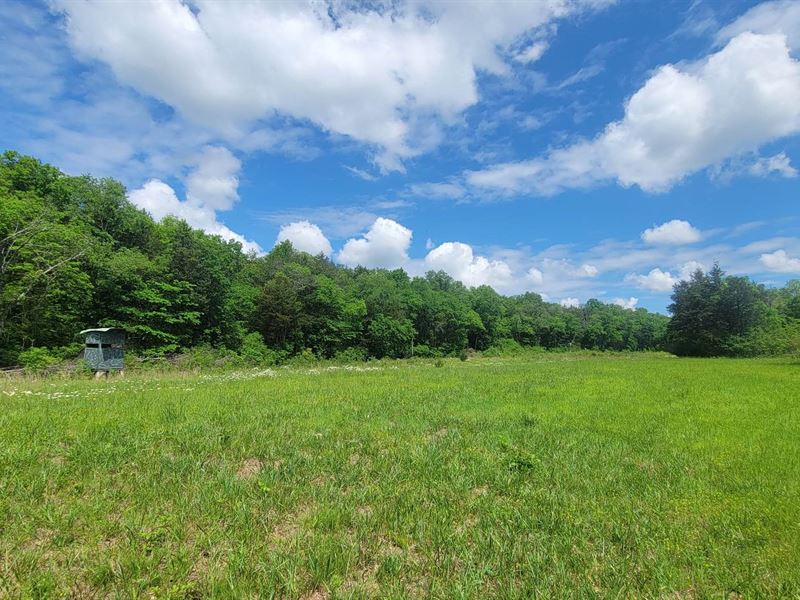 Land for Sale, Missouri Hunting : Gainesville : Ozark County : Missouri