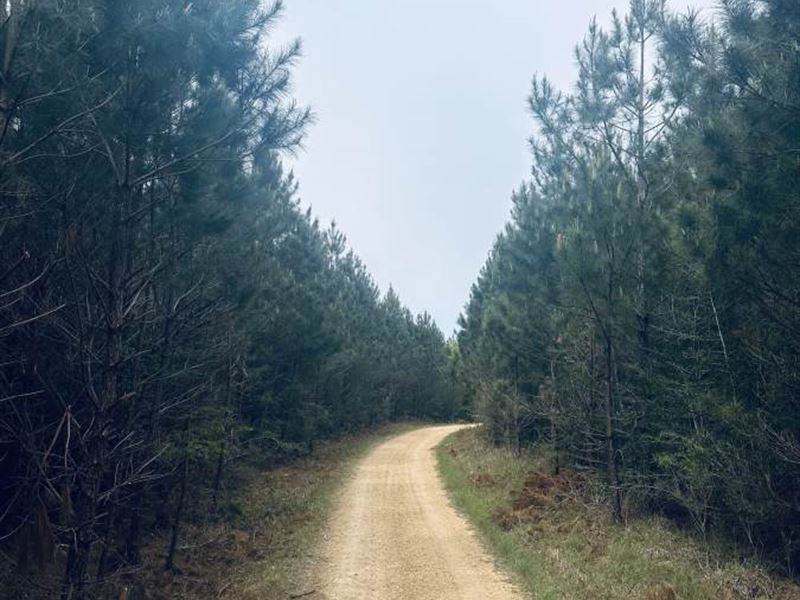 80 AC Timber Tract, Lawrence County : Monticello : Lawrence County : Mississippi