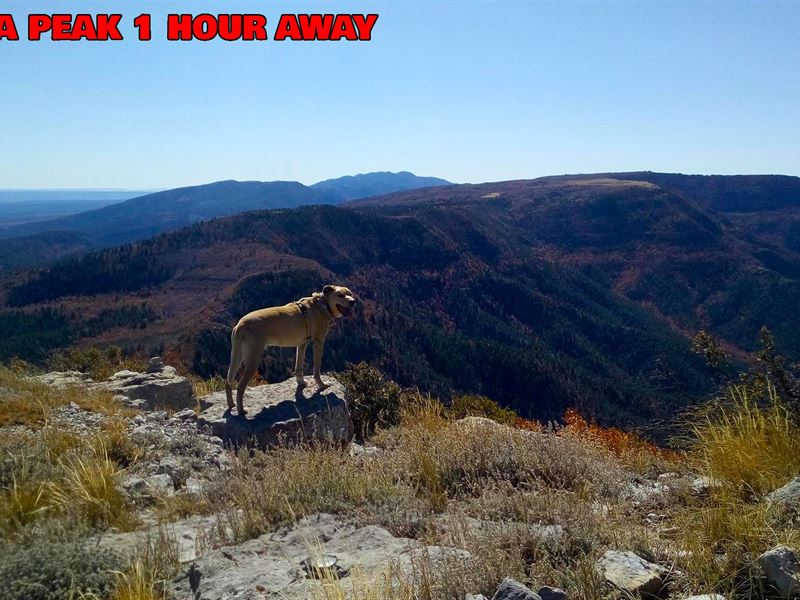 Land for Sale in McIntosh, NM : McIntosh : Torrance County : New Mexico
