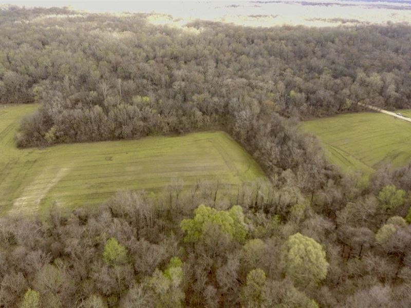 Deer & Turkey Hunting Paradise : Henning : Lauderdale County : Tennessee